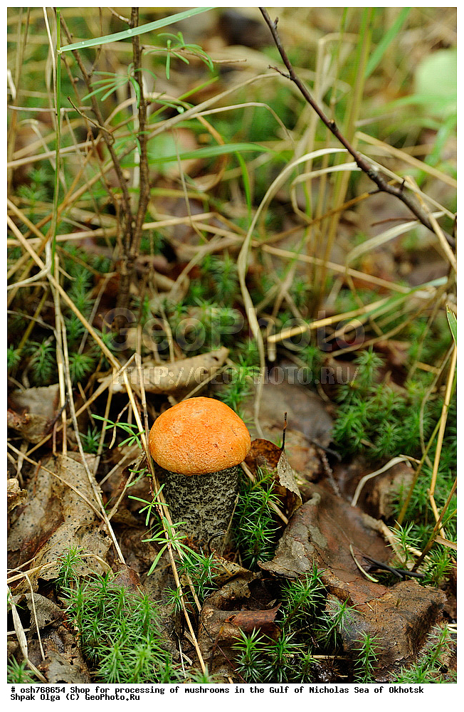 ���, �����������, �����, �����, �������� ����, ����� �������, ����