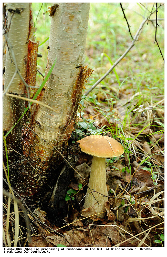 ���, �����������, �����, �����, �������� ����, ����� �������, ����