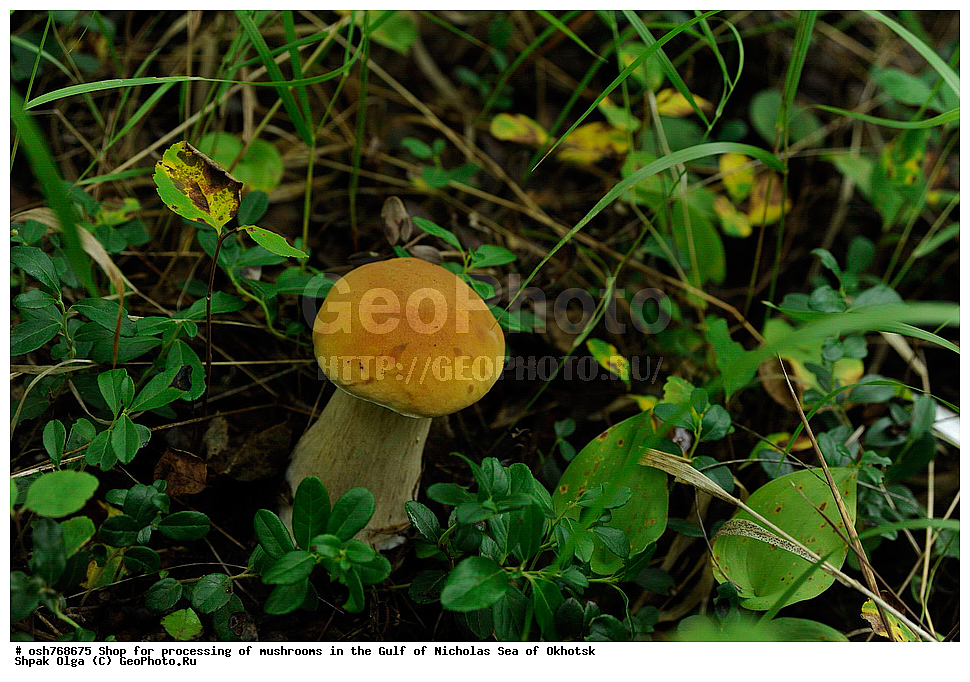 ���, �����������, �����, �����, �������� ����, ����� �������, ����