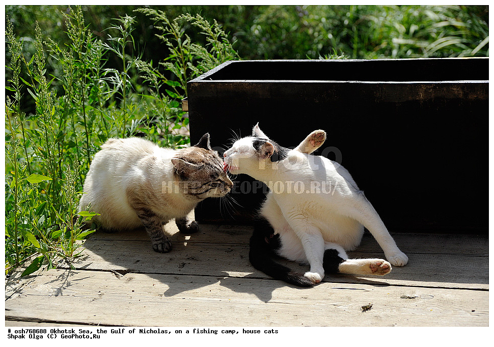 �������� ����, ����, �����, ����� �������, ������������ ����, ����, ���