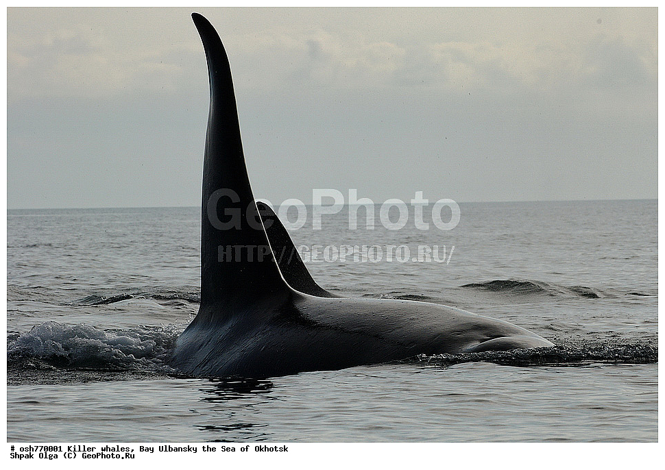 �������, �����, ����������, ����, ��������, ����, �������������, ��������, ��������, ������� �������������, ������� �������������, ������� �����, ������� �����, XYZ, ��������, �����������, Delphinidae, �������, Orcinus orca