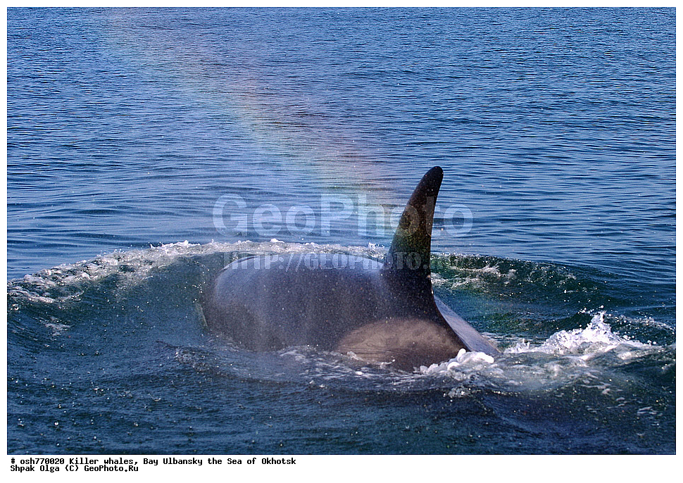 �������, �����, ����������, ����, ��������, ����, �������������, ��������, ��������, ������� �������������, ������� �������������, ������� �����, ������� �����, XYZ, ��������, �����������, Delphinidae, �������, Orcinus orca