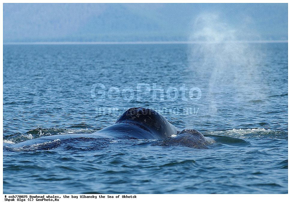 ���, ������������ ���, �����, ����������, ����, ��������, ����, �������������, ��������, ��������, ������� �������������, ������� �������������, ������� �����, ������� �����, XYZ, ������� ����, Balaenidae, ������������ ���, �������� ���, Balaena mysticetus