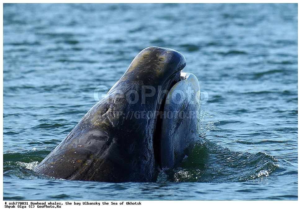 ���, ������������ ���, �����, ����������, ����, ��������, ����, �������������, ��������, ��������, ������� �������������, ������� �������������, ������� �����, ������� �����, XYZ, ������� ����, Balaenidae, ������������ ���, �������� ���, Balaena mysticetus