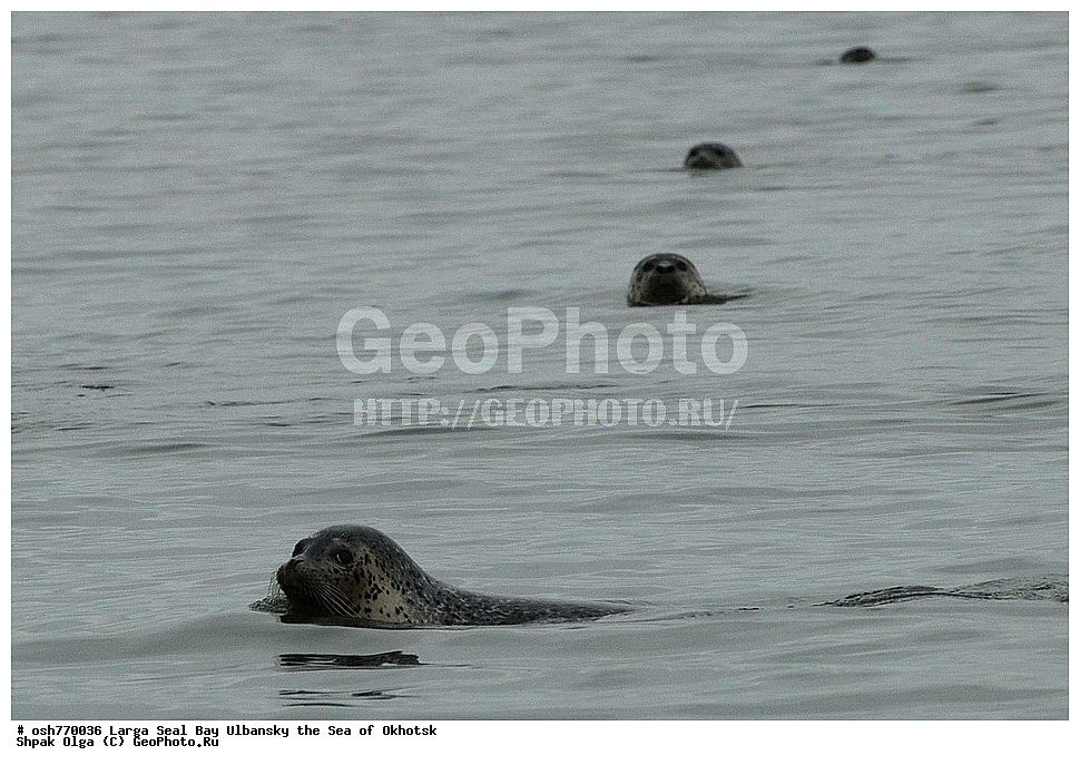 ������, �����, ����, �����, ����������, ����, ��������, �������������, ��������, ��������, ������� �������������, ������� �������������, ������� �����, ������� �����, XYZ, ��������� ������, Phocidae, ������, ������� ����, Erignathus barbatus, ��������, ��������, ������� �������������, ������� �������������, ������� �����, ������� �����, XYZ, ��������� ������, Phocidae, ������, ������� ����, Erignathus barbatus