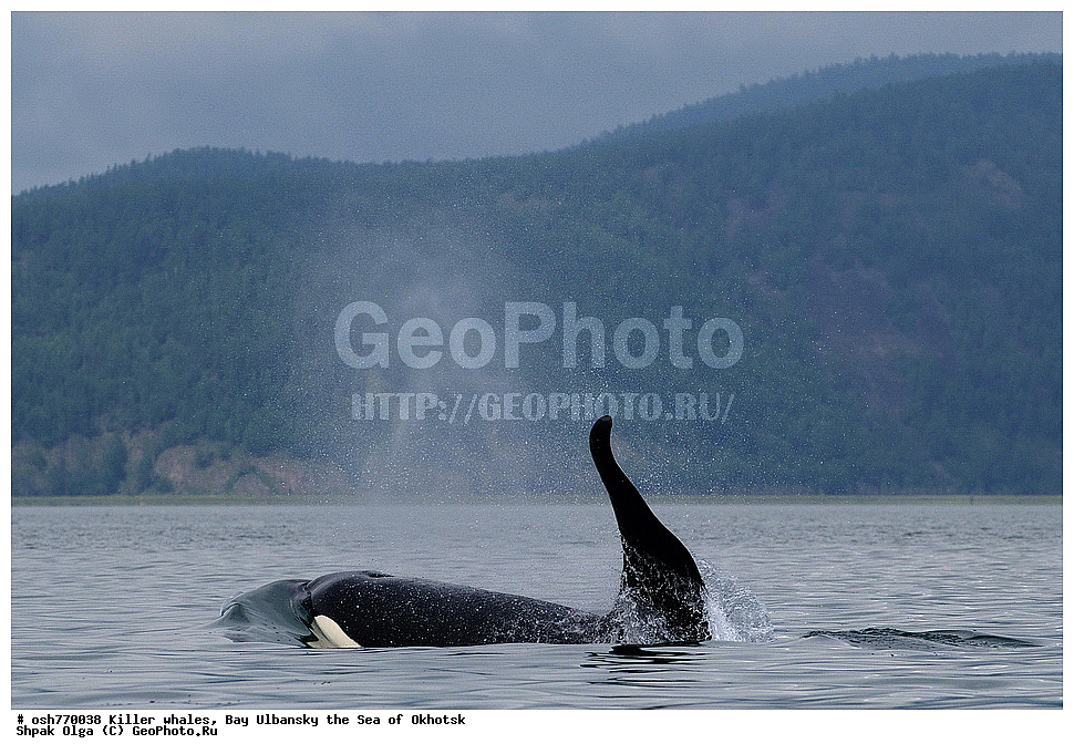 �������, �����, ����������, ����, ��������, ����, �������������, ��������, ��������, ������� �������������, ������� �������������, ������� �����, ������� �����, XYZ, ��������, �����������, Delphinidae, �������, Orcinus orca