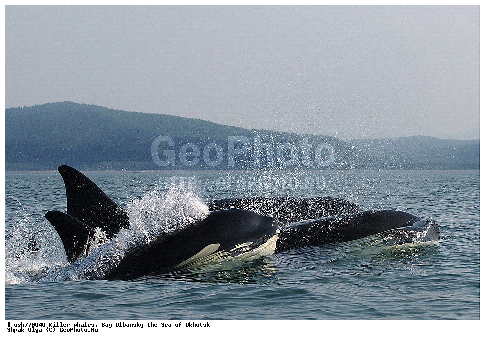 �������, �����, ����������, ����, ��������, ����, �������������, ��������, ��������, ������� �������������, ������� �������������, ������� �����, ������� �����, XYZ, ��������, �����������, Delphinidae, �������, Orcinus orca