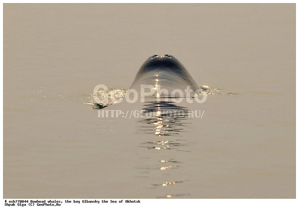 ���, ������������ ���, �����, ����������, ����, ��������, ����, �������������, ��������, ��������, ������� �������������, ������� �������������, ������� �����, ������� �����, XYZ, ������� ����, Balaenidae, ������������ ���, �������� ���, Balaena mysticetus