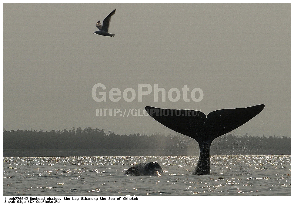 ���, ������������ ���, �����, ����������, ����, ��������, ����, �������������, ��������, ��������, ������� �������������, ������� �������������, ������� �����, ������� �����, XYZ, ������� ����, Balaenidae, ������������ ���, �������� ���, Balaena mysticetus