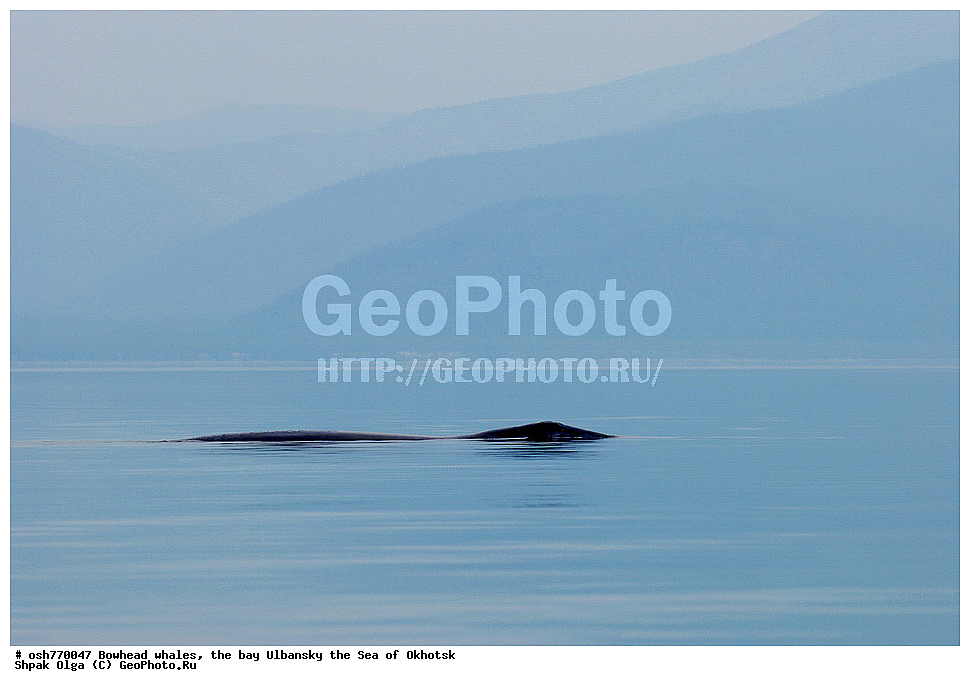 ���, ������������ ���, �����, ����������, ����, ��������, ����, �������������, ��������, ��������, ������� �������������, ������� �������������, ������� �����, ������� �����, XYZ, ������� ����, Balaenidae, ������������ ���, �������� ���, Balaena mysticetus