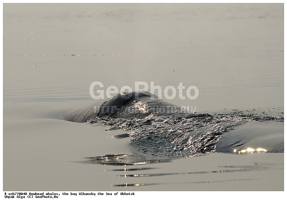 ���, ������������ ���, �����, ����������, ����, ��������, ����, �������������, ��������, ��������, ������� �������������, ������� �������������, ������� �����, ������� �����, XYZ, ������� ����, Balaenidae, ������������ ���, �������� ���, Balaena mysticetus