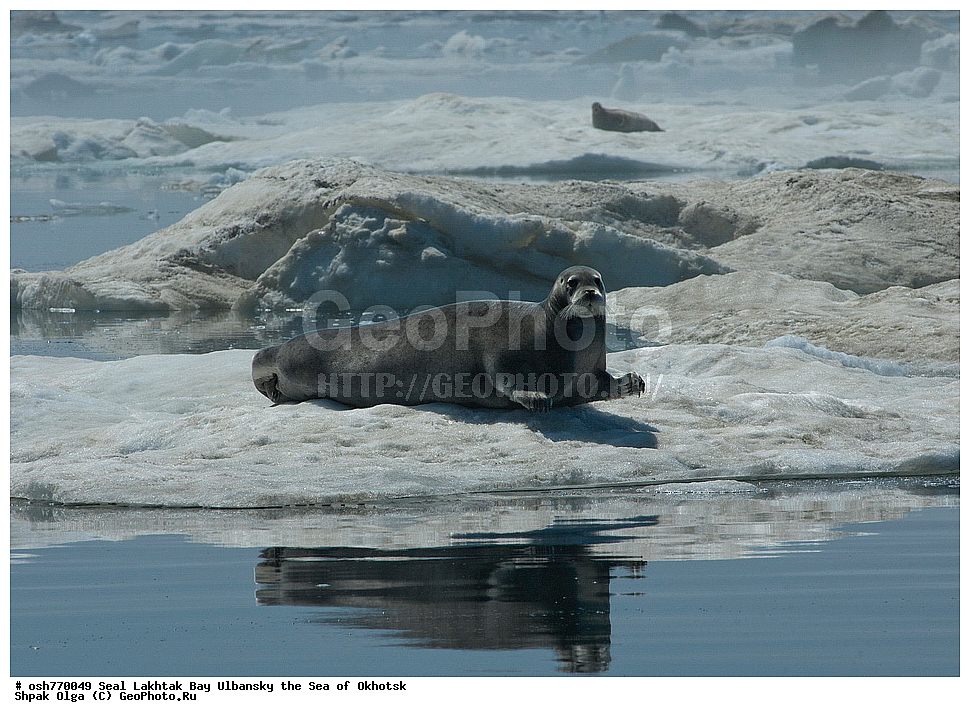 ������, ������, ����, �����, ����������, ����, ��������, �������������, ��������, ��������, ������� �������������, ������� �������������, ������� �����, ������� �����, XYZ, ��������� ������, Phocidae, ������, ������� ����, Erignathus barbatus, ��������, ��������, ������� �������������, ������� �������������, ������� �����, ������� �����, XYZ, ��������� ������, Phocidae, ������, ������� ����, Erignathus barbatus