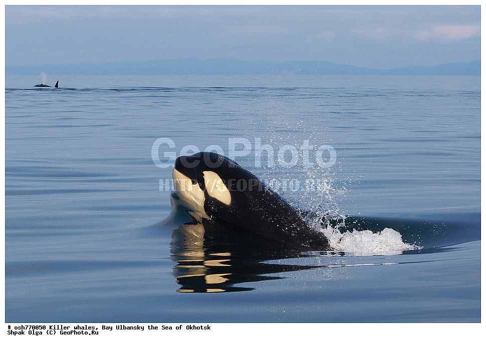 �������, �����, ����������, ����, ��������, ����, �������������, ��������, ��������, ������� �������������, ������� �������������, ������� �����, ������� �����, XYZ, ��������, �����������, Delphinidae, �������, Orcinus orca