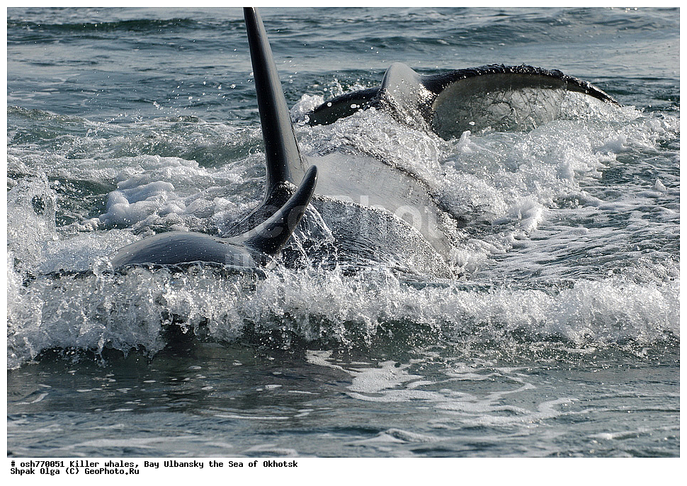 �������, �����, ����������, ����, ��������, ����, �������������, ��������, ��������, ������� �������������, ������� �������������, ������� �����, ������� �����, XYZ, ��������, �����������, Delphinidae, �������, Orcinus orca