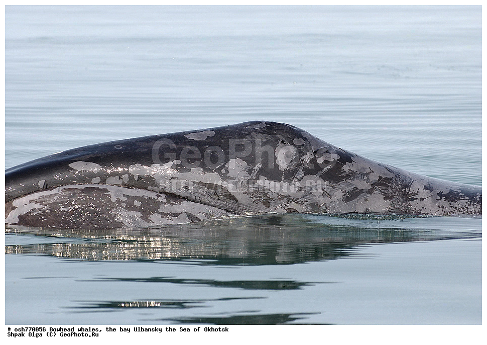 ���, ������������ ���, �����, ����������, ����, ��������, ����, �������������, ��������, ��������, ������� �������������, ������� �������������, ������� �����, ������� �����, XYZ, ������� ����, Balaenidae, ������������ ���, �������� ���, Balaena mysticetus