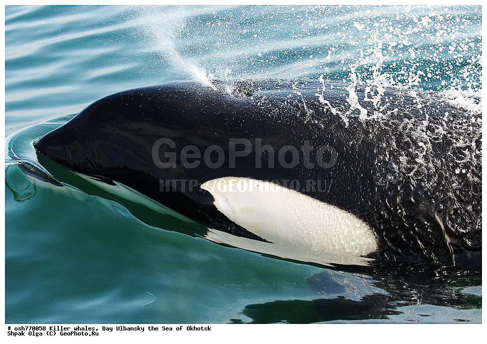 �������, �����, ����������, ����, ��������, ����, �������������, ��������, ��������, ������� �������������, ������� �������������, ������� �����, ������� �����, XYZ, ��������, �����������, Delphinidae, �������, Orcinus orca