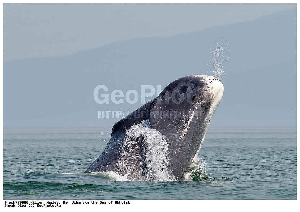 �����, ����������, ����, ��������, ����, �������������, ��������, ��������, ������� �������������, ������� �������������, ������� �����, ������� �����, XYZ, ������� ����, Balaenidae, ������������ ���, �������� ���, Balaena mysticetus