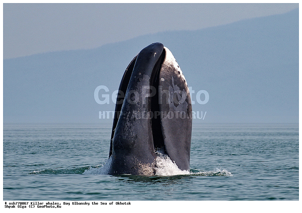 �����, ����������, ����, ��������, ����, �������������, ��������, ��������, ������� �������������, ������� �������������, ������� �����, ������� �����, XYZ, ������� ����, Balaenidae, ������������ ���, �������� ���, Balaena mysticetus