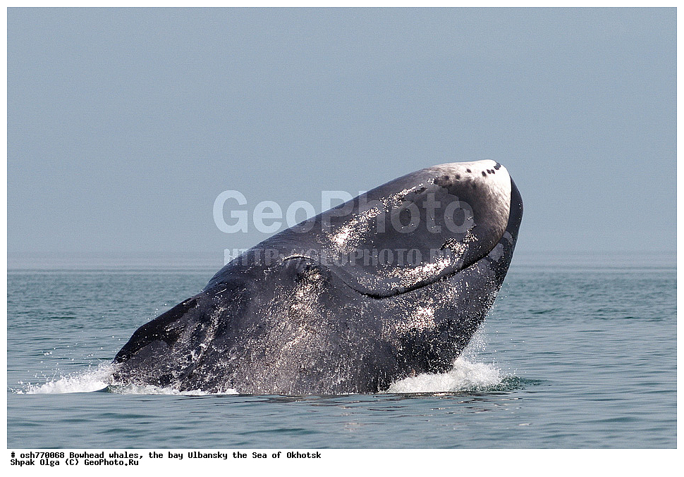 ���, ������������ ���, �����, ����������, ����, ��������, ����, �������������, ��������, ��������, ������� �������������, ������� �������������, ������� �����, ������� �����, XYZ, ������� ����, Balaenidae, ������������ ���, �������� ���, Balaena mysticetus