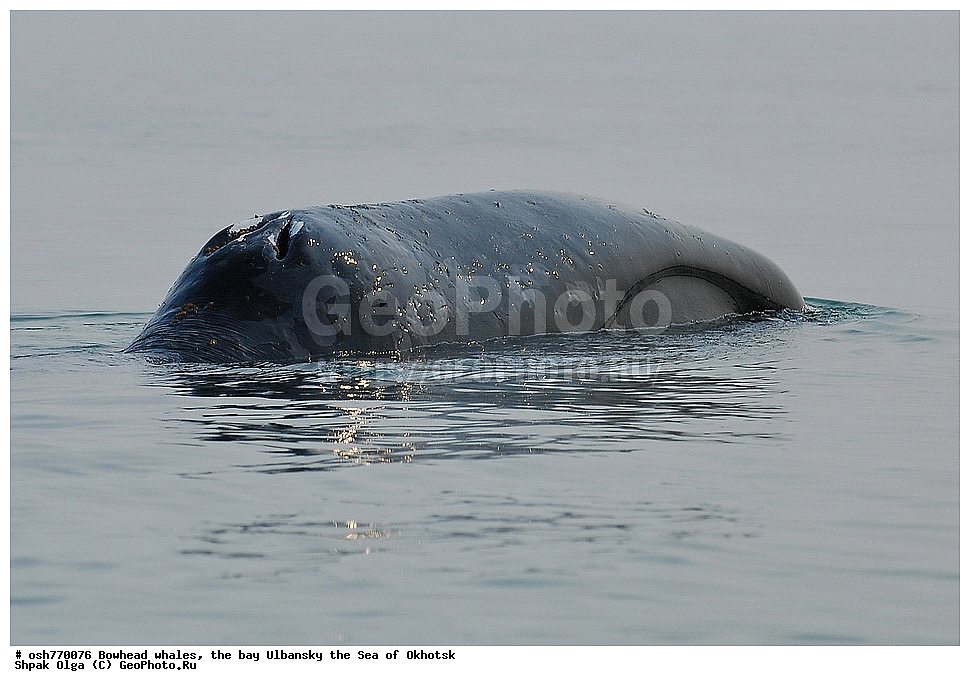 ���, ������������ ���, �����, ����������, ����, ��������, ����, �������������, ��������, ��������, ������� �������������, ������� �������������, ������� �����, ������� �����, XYZ, ������� ����, Balaenidae, ������������ ���, �������� ���, Balaena mysticetus