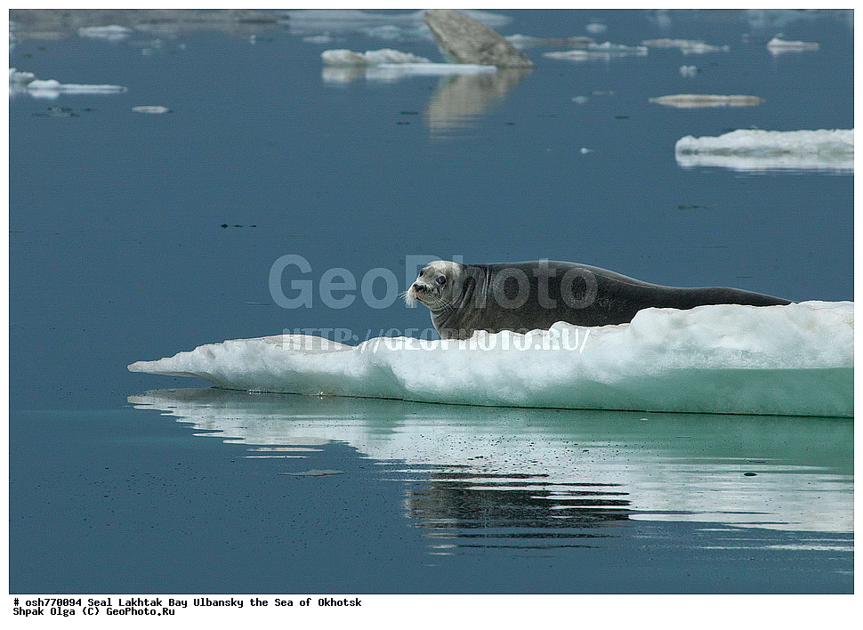 ������, ������, ����, �����, ����������, ����, ��������, �������������, ��������, ��������, ������� �������������, ������� �������������, ������� �����, ������� �����, XYZ, ��������� ������, Phocidae, ������, ������� ����, Erignathus barbatus, ��������, ��������, ������� �������������, ������� �������������, ������� �����, ������� �����, XYZ, ��������� ������, Phocidae, ������, ������� ����, Erignathus barbatus