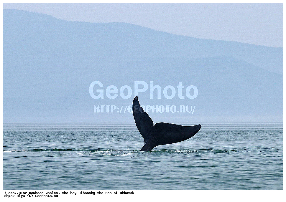 ���, ������������ ���, �����, ����������, ����, ��������, ����, �������������, ��������, ��������, ������� �������������, ������� �������������, ������� �����, ������� �����, XYZ, ������� ����, Balaenidae, ������������ ���, �������� ���, Balaena mysticetus