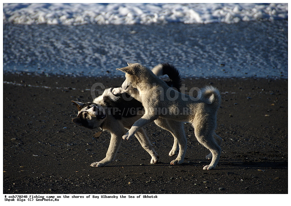 �����, ����, ������������, �����, ����������, ����, ��������