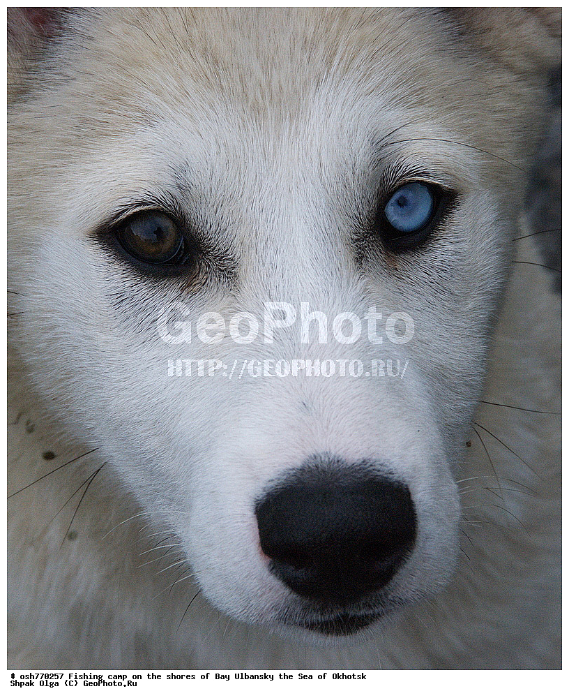 �����, ����, ������������, �����, ����������, ����, ��������