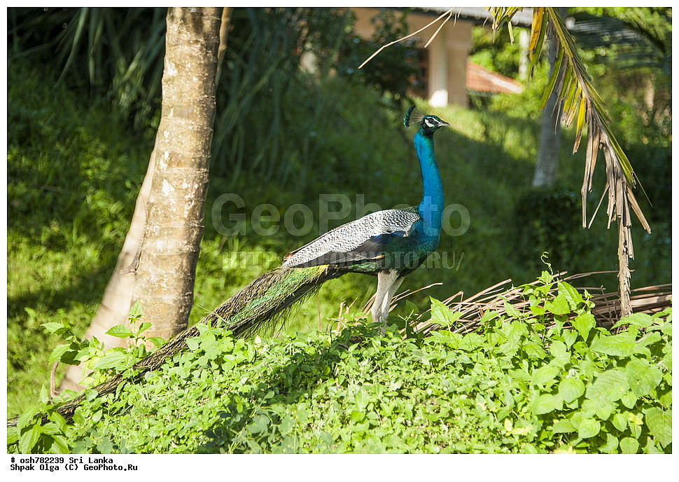 ���-�����, ��������������� ���������������� ���������� ���-�����, ������, ��������, ��������, �����, �����, ��������, �����������, XYZ, ���������, Phasianidae, ������, ������������ ������, ��������� ������, Pavo cristatus