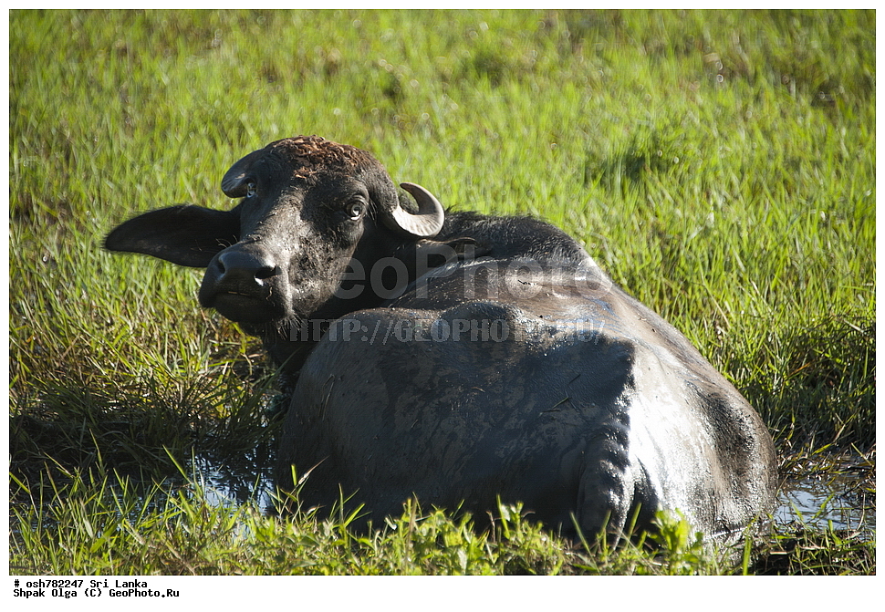 ���-�����, ��������������� ���������������� ���������� ���-�����, ������