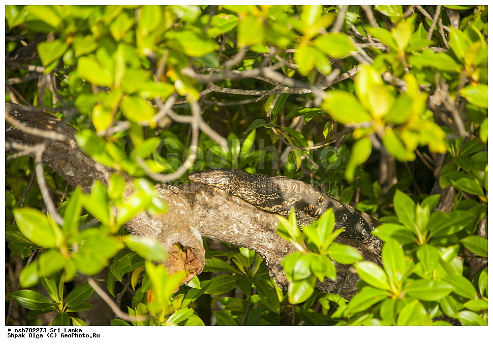 ���-�����, ��������������� ���������������� ���������� ���-�����, ������, ��������, ��������, ��������������, ��������������, ��������, ��������, ���������, Varanidae, XYZ, ��������� �����, Varanus salvator