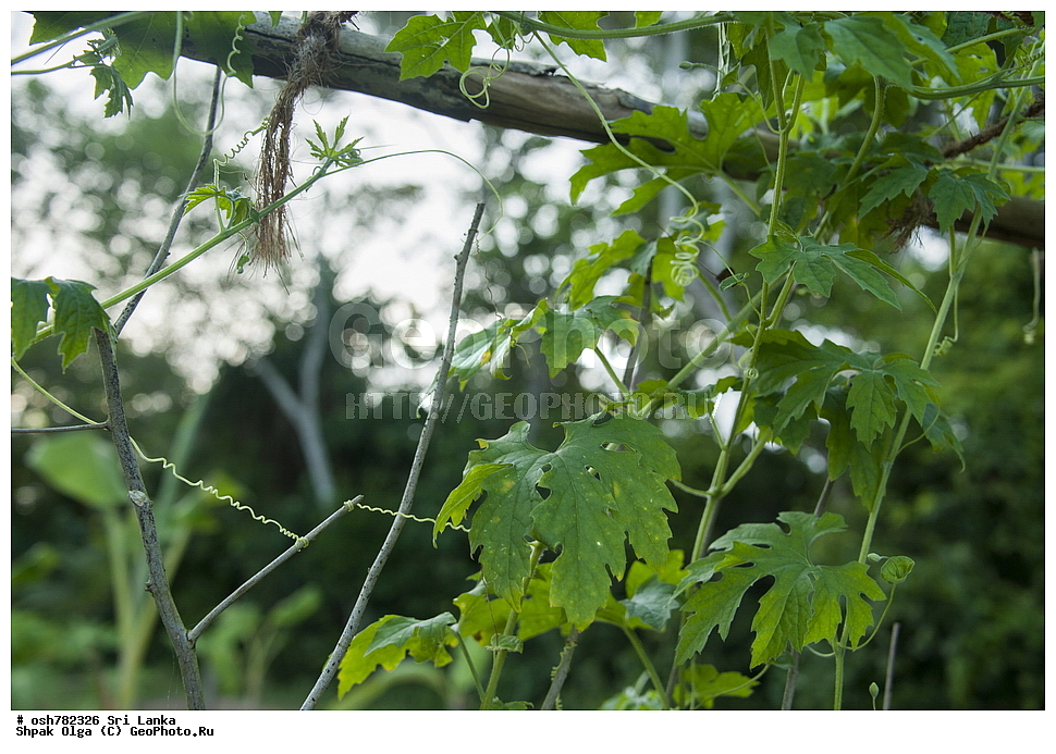 ���-�����, ��������������� ���������������� ���������� ���-�����, ������, ������ ��������, �����, ���������� ��������, ������������ ��������, ������������ ��������, ������, �����