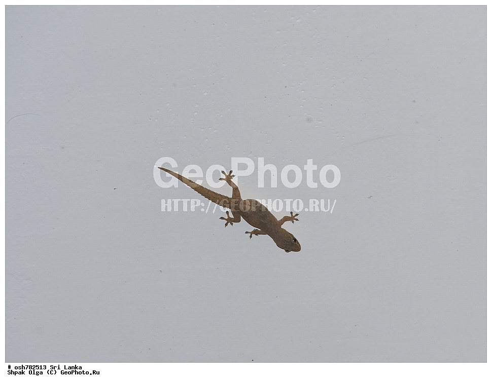 ���-�����, ��������������� ���������������� ���������� ���-�����, ������