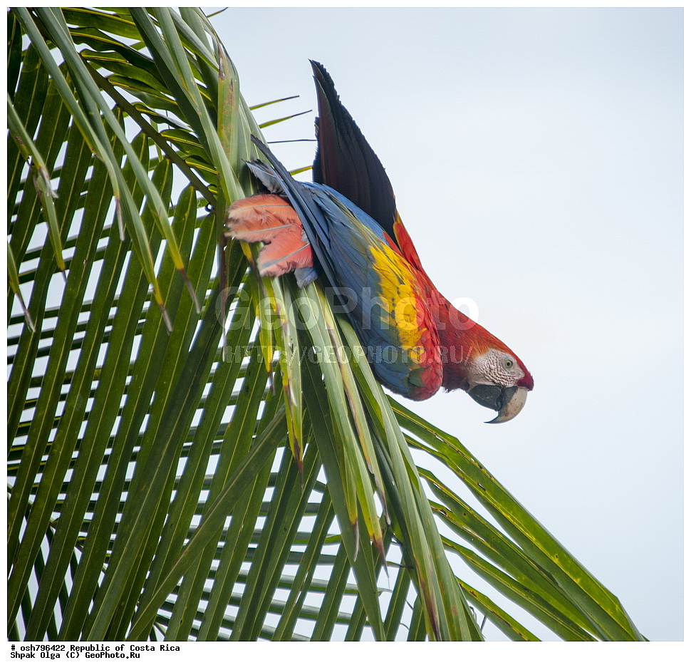 �����-����, ���������� �����-����, ��������� �������, ����������� �������, �������, ��������, ��������, �����, �����, ��������, �����������, XYZ, �������, Psittacidae, ������� ���, Ara macao