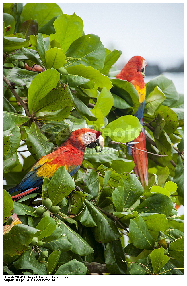 �����-����, ���������� �����-����, ��������� �������, ����������� �������, �������, ��������, ��������, �����, �����, ��������, �����������, XYZ, �������, Psittacidae, ������� ���, Ara macao