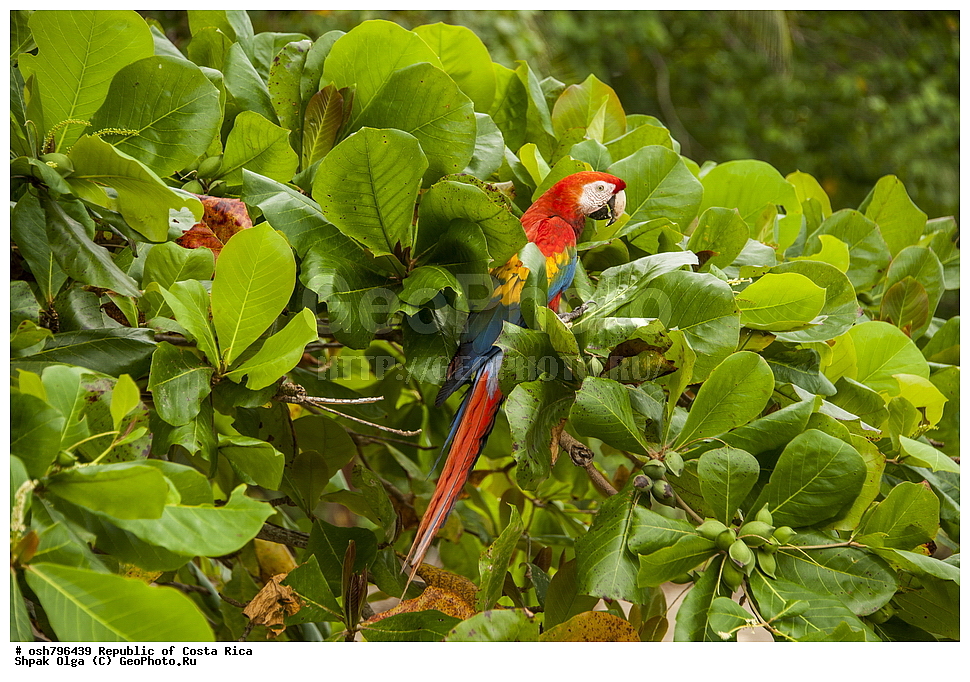 �����-����, ���������� �����-����, ��������� �������, ����������� �������, �������, ��������, ��������, �����, �����, ��������, �����������, XYZ, �������, Psittacidae, ������� ���, Ara macao