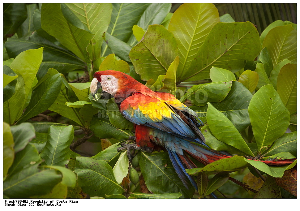 �����-����, ���������� �����-����, ��������� �������, ����������� �������, �������, ��������, ��������, �����, �����, ��������, �����������, XYZ, �������, Psittacidae, ������� ���, Ara macao