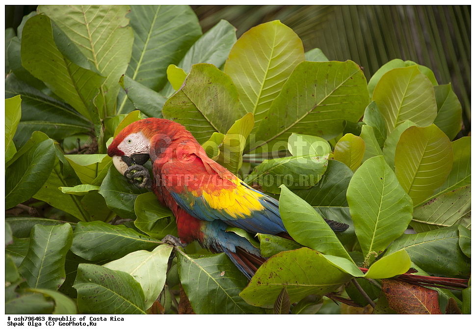 �����-����, ���������� �����-����, ��������� �������, ����������� �������, �������, ��������, ��������, �����, �����, ��������, �����������, XYZ, �������, Psittacidae, ������� ���, Ara macao