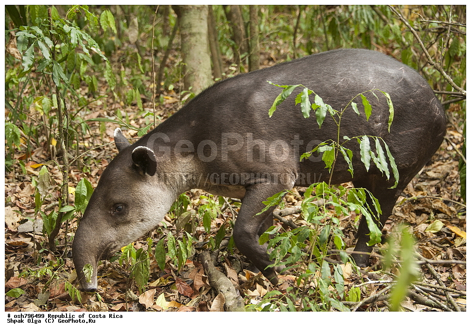 �����-����, ���������� �����-����, ��������� �������, ����������� �������, �������, ��������, ��������, ��������, �������������, �������������, �����, �����, XYZ, ���������, Tapiridae, ���������������������� �����, ����� �����, Tapirus bairdii, Elasmognathus bairdii, Tapirella baidii