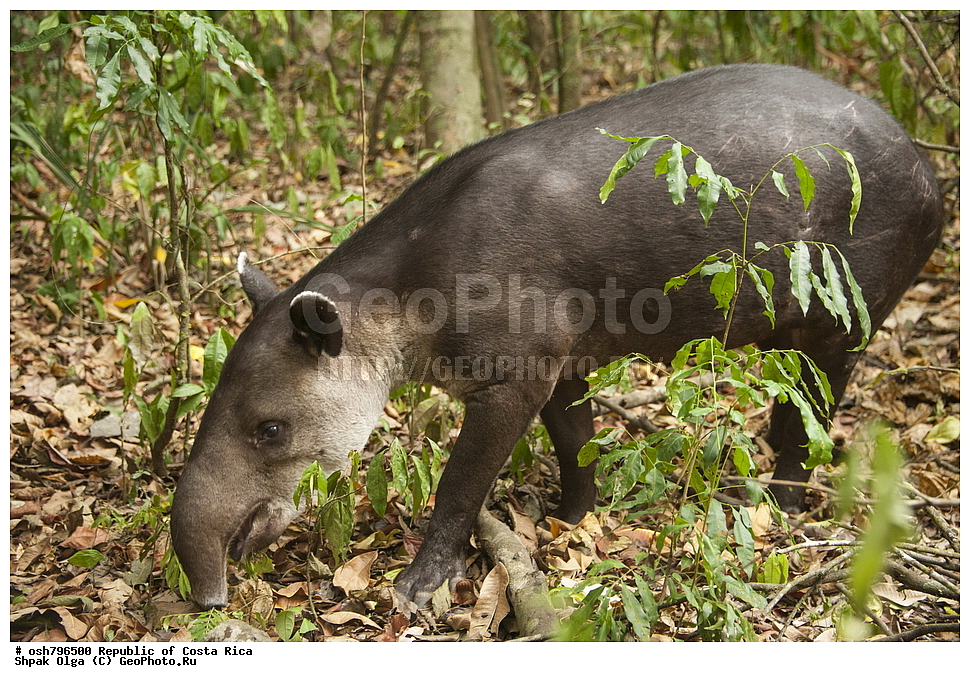 �����-����, ���������� �����-����, ��������� �������, ����������� �������, �������, ��������, ��������, ��������, �������������, �������������, �����, �����, XYZ, ���������, Tapiridae, ���������������������� �����, ����� �����, Tapirus bairdii, Elasmognathus bairdii, Tapirella baidii