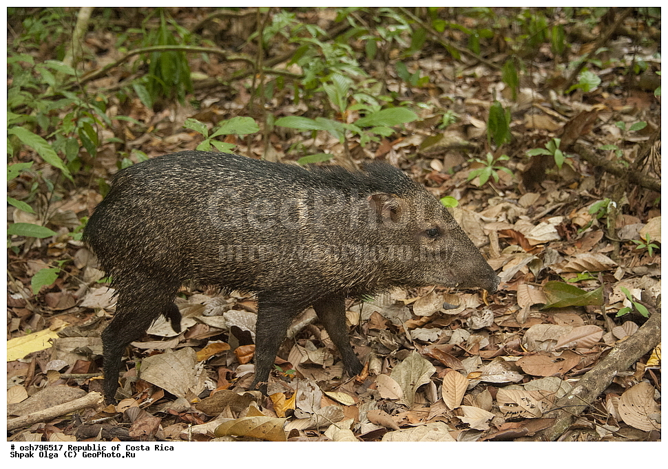 �����-����, ���������� �����-����, ��������� �������, ����������� �������, �������, ��������, ��������, ��������, �������������, �������������, �����, �����, XYZ ����������, Tayassuidae, ����������� ������, Pecari tajacu, Tayassu tajacu, Dicotyles tajacu