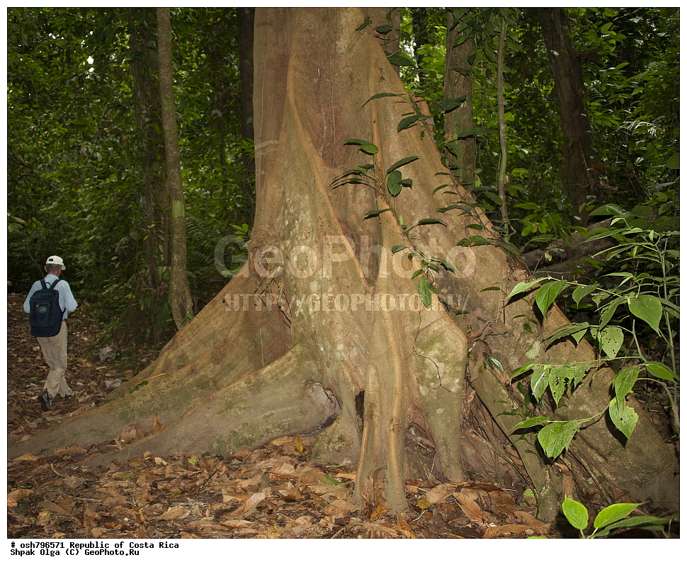 ����������� ���, �����-����, ���������� �����-����, ��������� �������, ����������� �������, �������