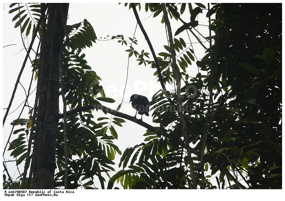 �����-����, ���������� �����-����, ��������� �������, ����������� �������, �������