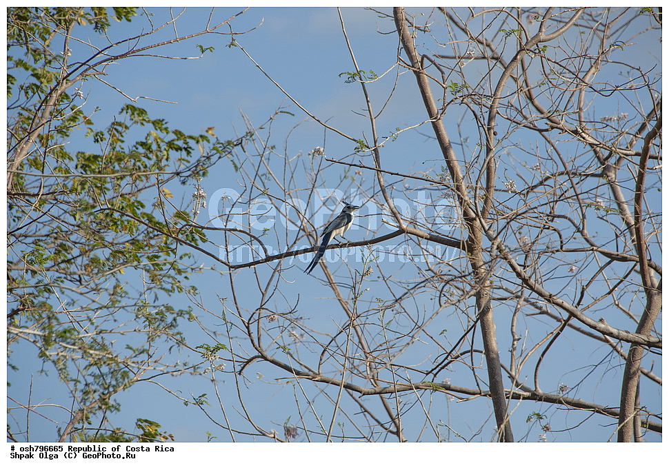 �����-����, ���������� �����-����, ��������� �������, ����������� �������, �������, ��������, ��������, �����, �����, ��������, �����������, XYZ, ��������, ���������, Corvidae, ������� �����, Cyanocorax formosus, Calocitta formosa