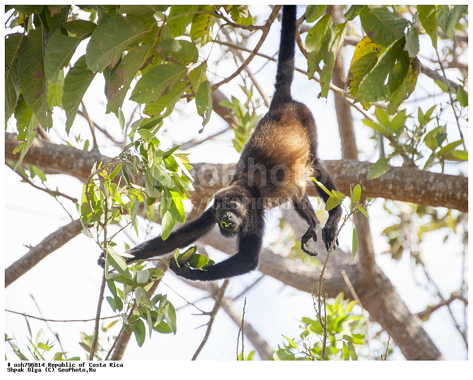 �����-����, ���������� �����-����, ��������� �������, ����������� �������, �������, ��������, ��������, ��������, �������������, �������������, �����, �����, XYZ, ������������� ��������, Atelidae, ������������ �����, Alouatta palliate, Mycetes palliates, Aluatta palliata