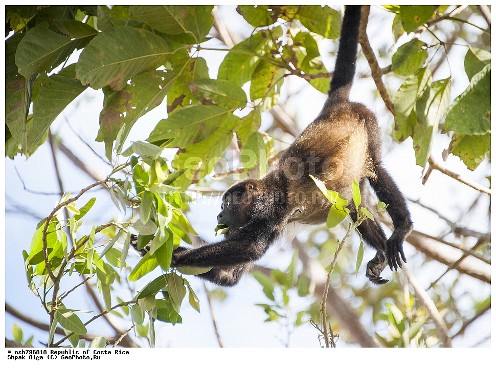 �����-����, ���������� �����-����, ��������� �������, ����������� �������, �������, ��������, ��������, ��������, �������������, �������������, �����, �����, XYZ, ������������� ��������, Atelidae, ������������ �����, Alouatta palliate, Mycetes palliates, Aluatta palliata