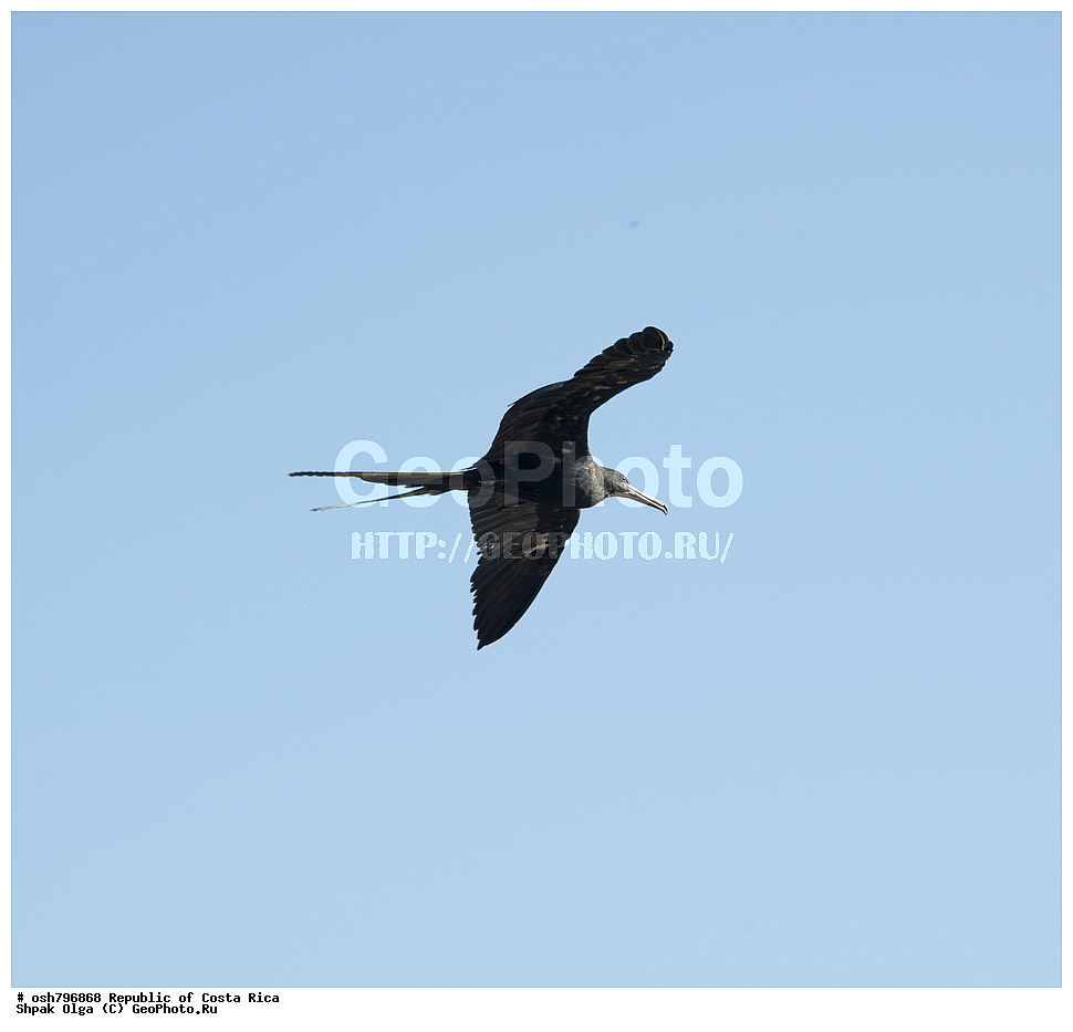 �������� ���������, �����, ����, �����-����, ���������� �����-����, ��������� �������, ����������� �������, �������, ��������, ��������, �����, �����, ��������, �����������, ������� �����, ������� �����, XYZ, ����������, Fregatidae, ������������ ������, Fregata magnificens