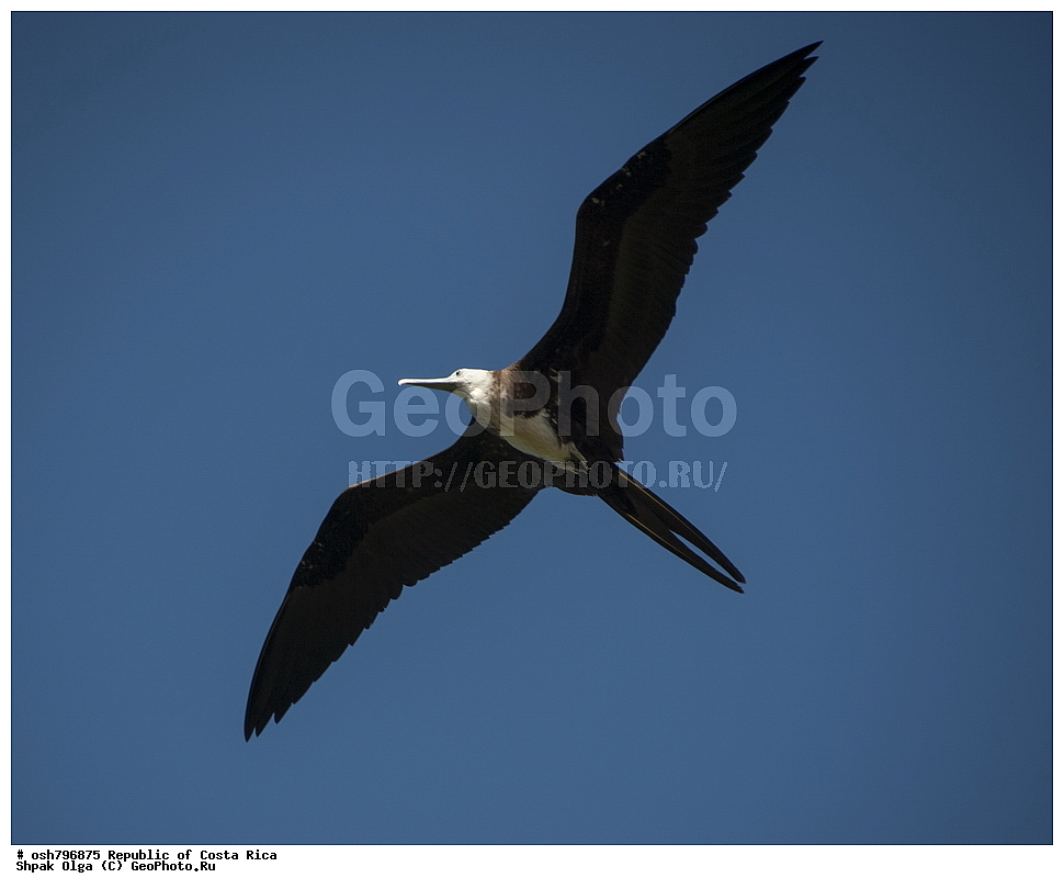 �������� ���������, �����, ����, �����-����, ���������� �����-����, ��������� �������, ����������� �������, �������, ��������, ��������, �����, �����, ��������, �����������, ������� �����, ������� �����, XYZ, ����������, Fregatidae, ������������ ������, Fregata magnificens