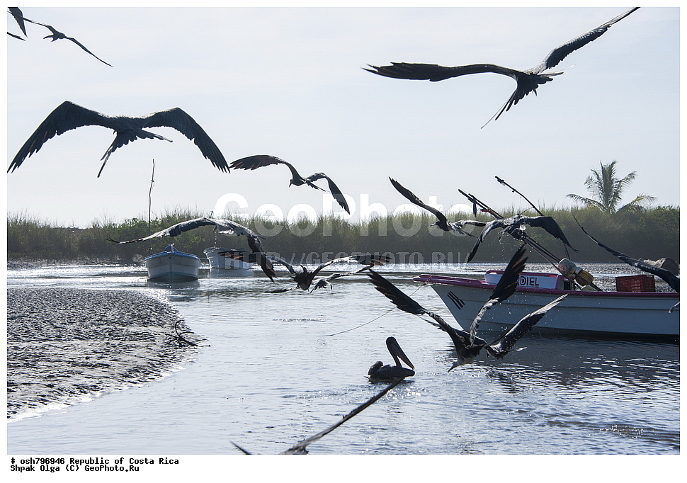 �������� ���������, �����, �����, �����, ����, �����-����, ���������� �����-����, ��������� �������, ����������� �������, �������, ��������, ��������, �����, �����, ��������, �����������, ������� �����, ������� �����, XYZ, ����������, Fregatidae, ������������ ������, Fregata magnificens