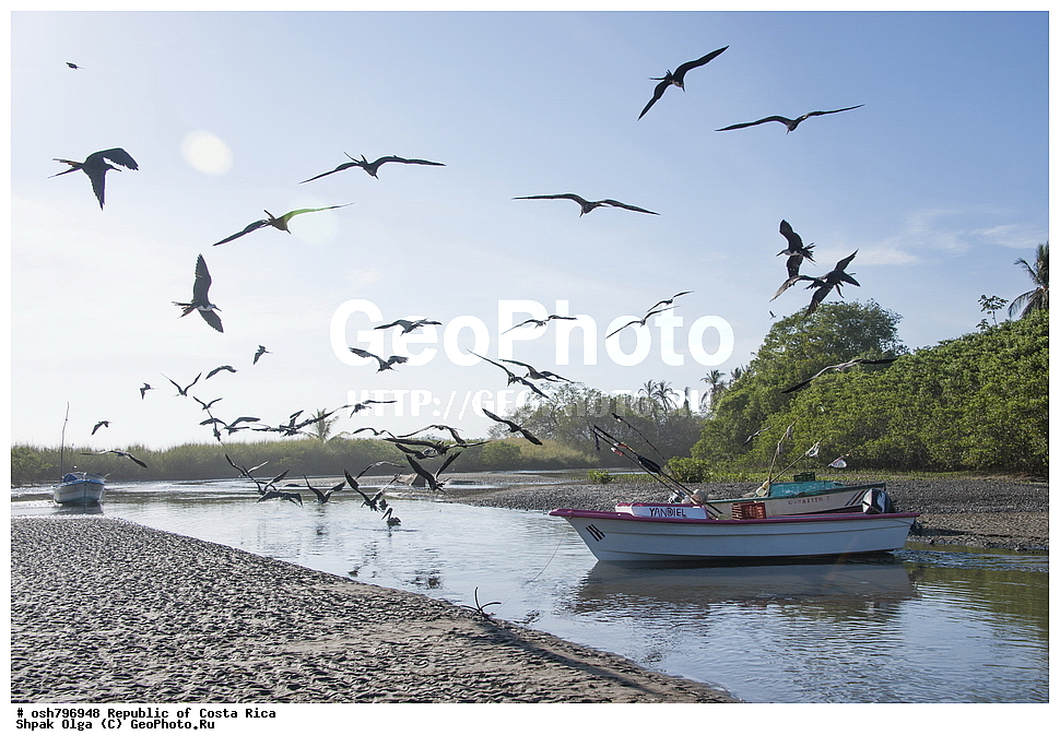 �������� ���������, �����, �����, �����, ����, �����-����, ���������� �����-����, ��������� �������, ����������� �������, �������, ��������, ��������, �����, �����, ��������, �����������, ������� �����, ������� �����, XYZ, ����������, Fregatidae, ������������ ������, Fregata magnificens